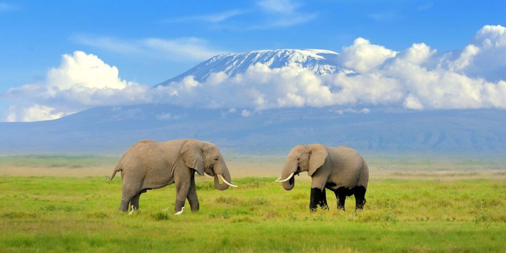 Wild Safari Hits