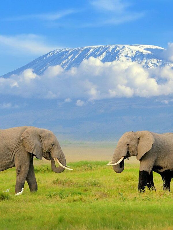 Wild Safari Hits