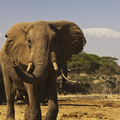 🦁 3-Days Amboseli Tsavo-West Nairobi Safari