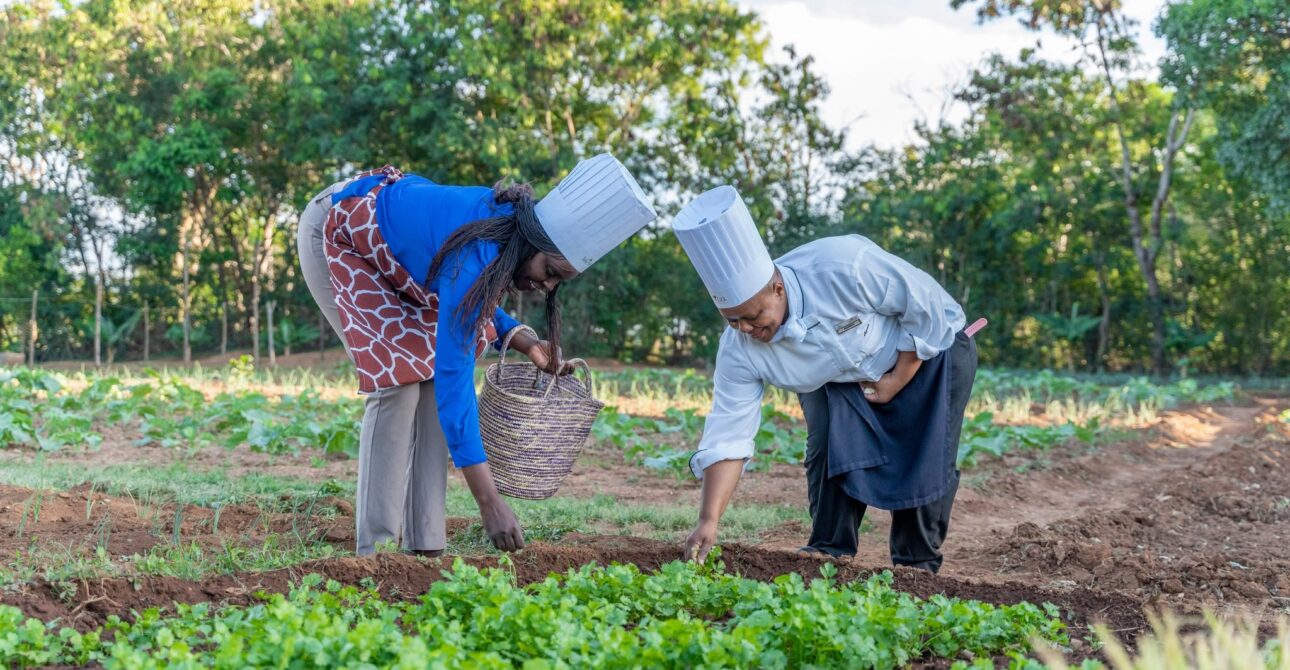 Discover the Heart of Kenya with Serene Tolle Tours